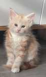 Kocurek Maine Coon rudosrebrny FPL