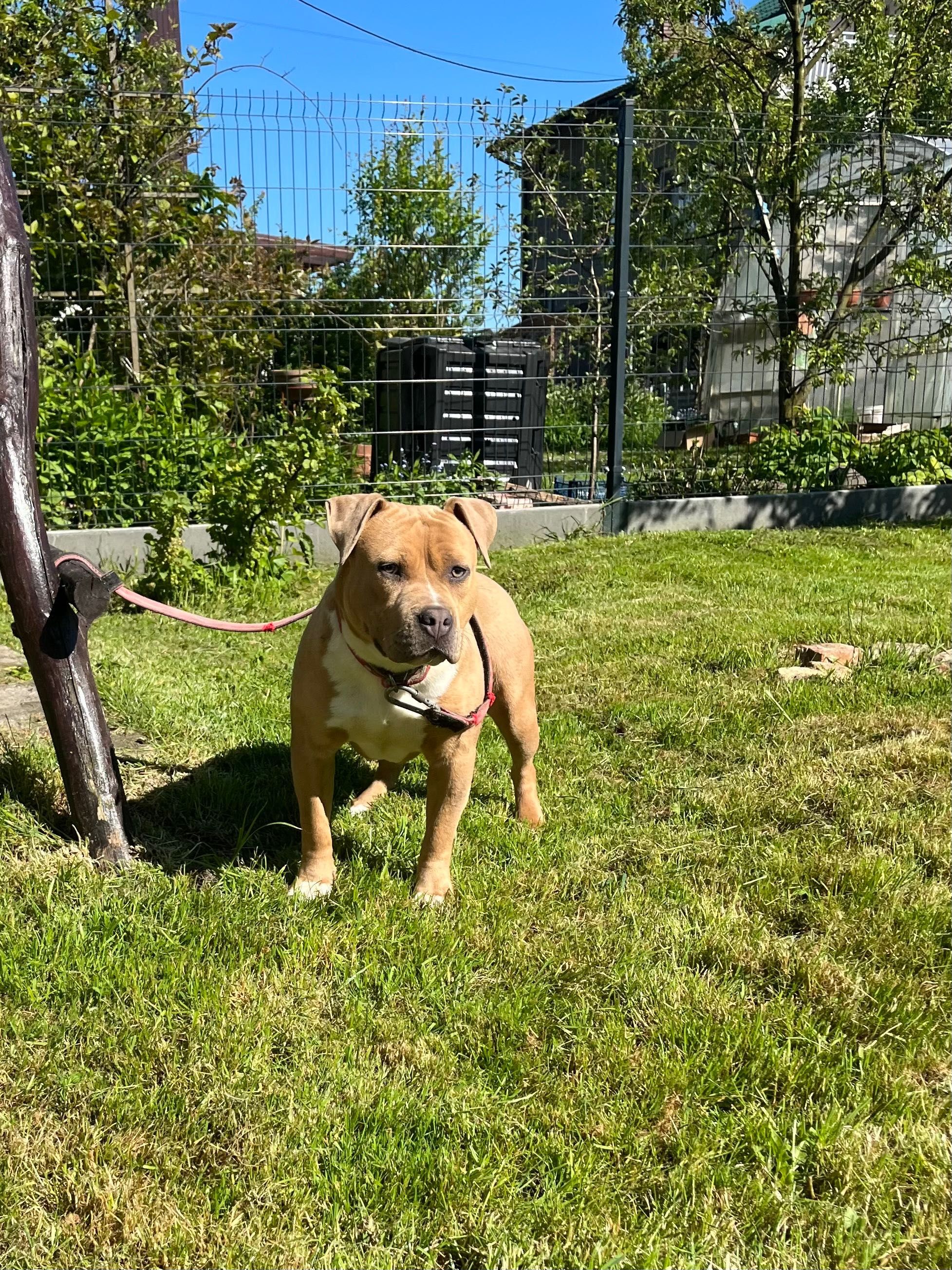 Amstaff American Staffordshire Terrier