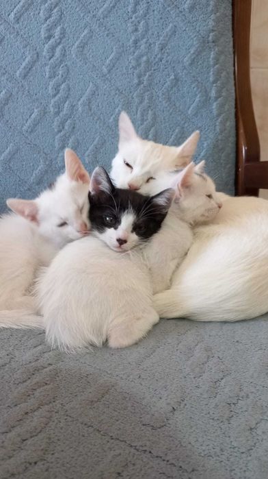 Gatos de 2 Meses para Adotar