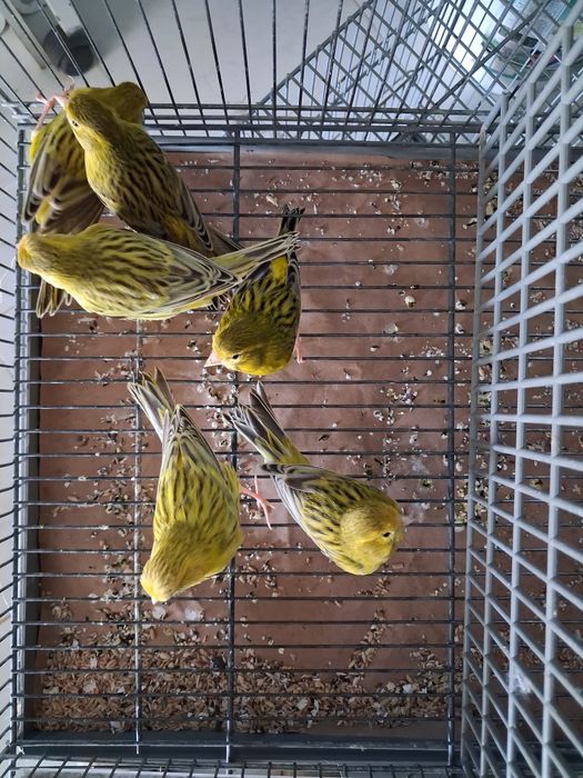 Canarios de 2025 para cedência