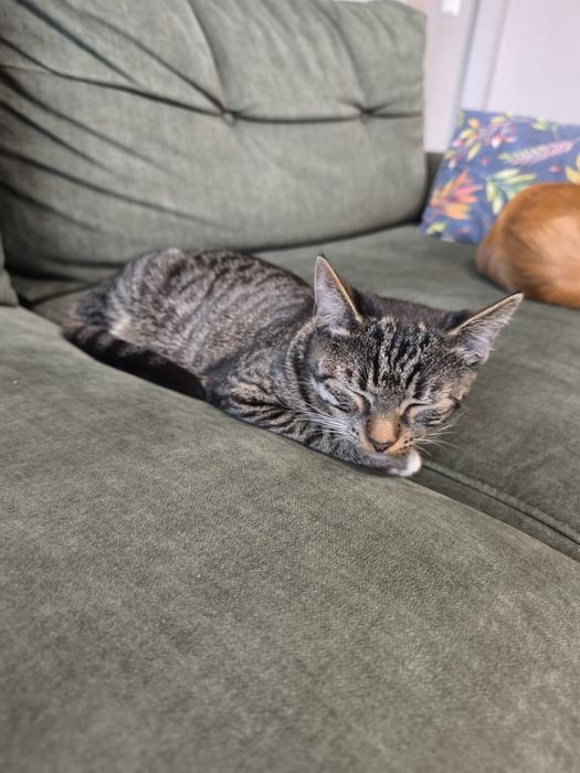 Młoda kotka w dobre ręce