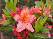 Azalia wielkokwiatowa PINK DELIGHT