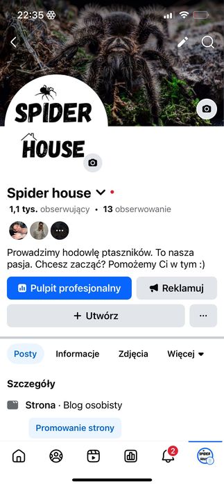 Typhochlaena seladonia L3 ptasznik brazylijski klejnot