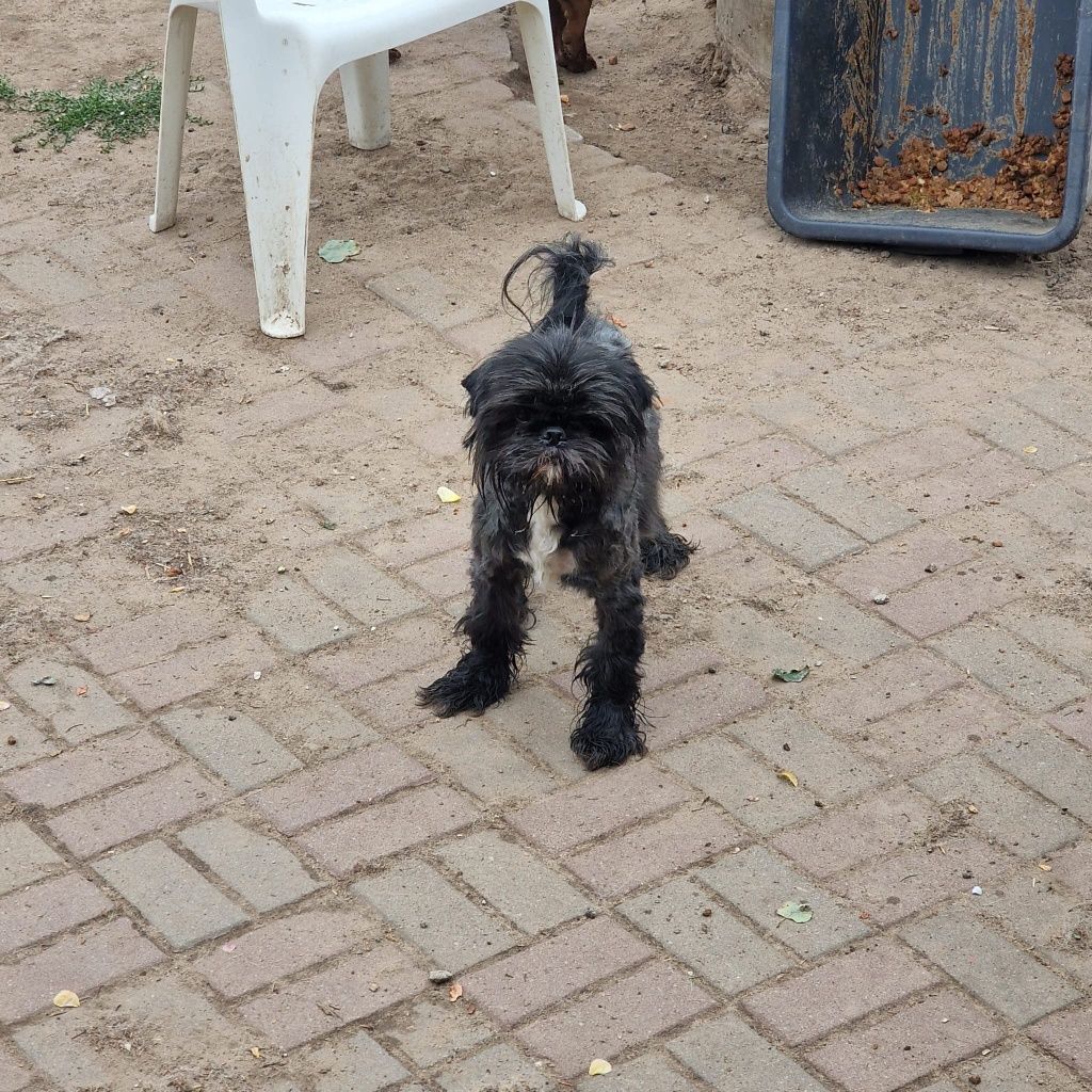 Bodzio najukochanszy piesek do adopcji.