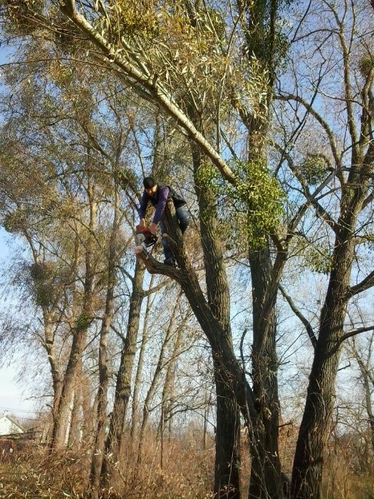 Розчищення вирівнювання ділянки, Зрізання дерев Прибирання Демонтаж