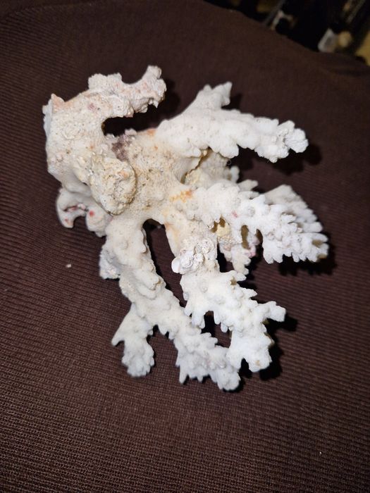 Rafa koralowa,  prawdziwa, oryginalna