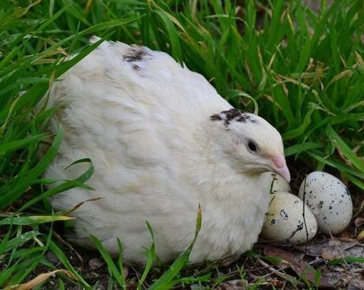 Яйцо инкубационное Яйця інкубаційні Техасский белый