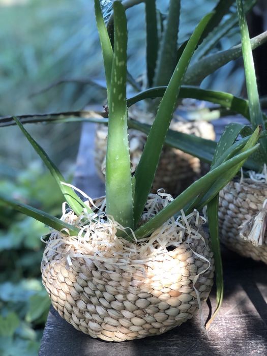 Алоє - вера , плетені кашпо