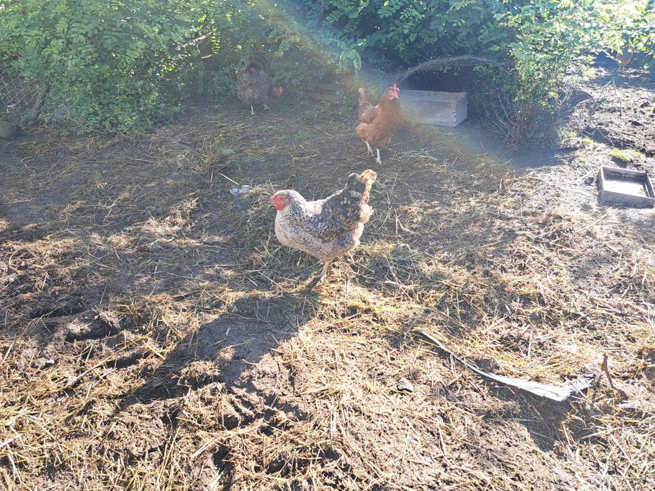 Jaja lęgowe kur niosek dark green shell dominant wyandotte marans