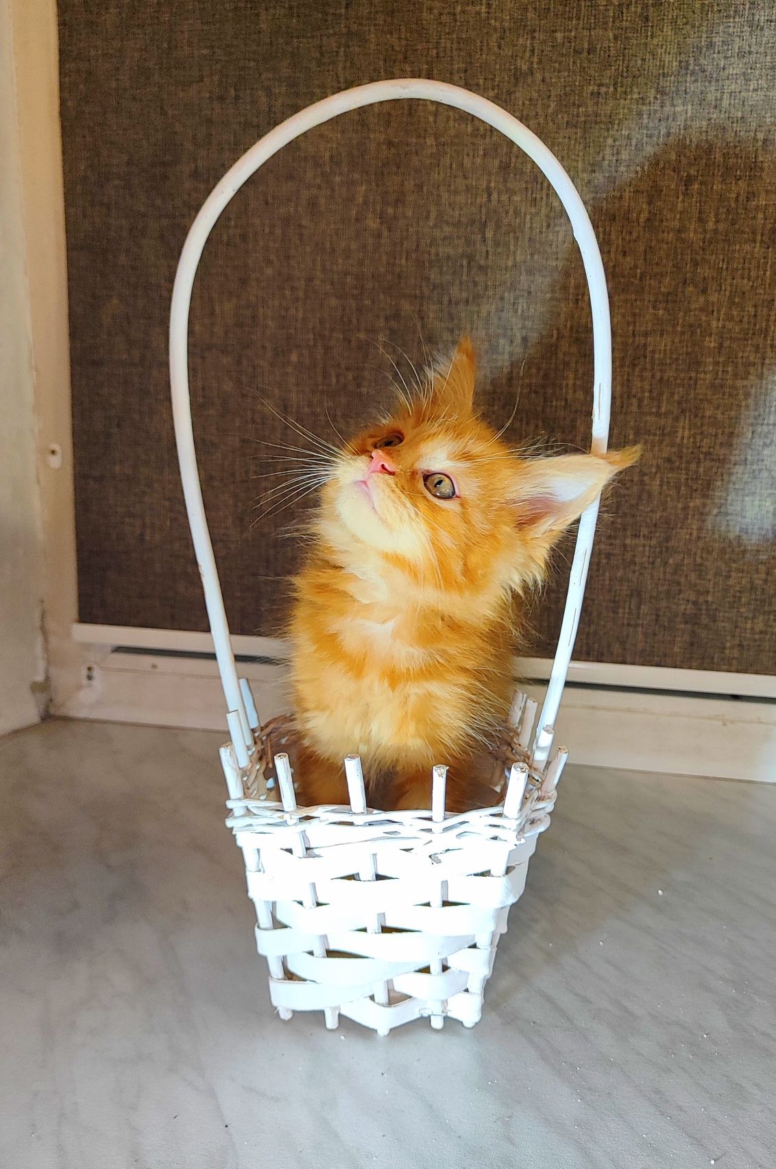 Кошенята Мейн-кун