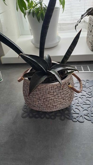 Сансевьера/Сансевиерия самурай  Фишери Голд флейм Мун шайн Цилиндрика