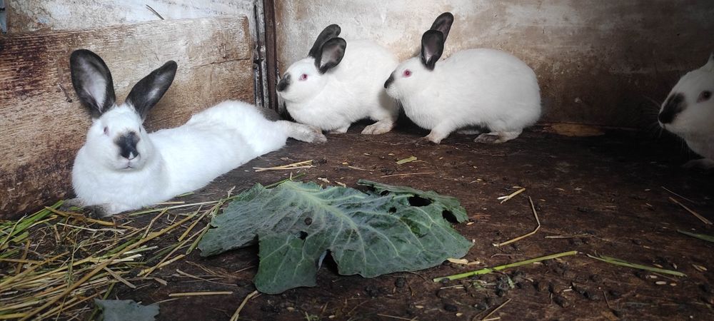 Продам Кролі Каліфорнійці кролики Дрогобич