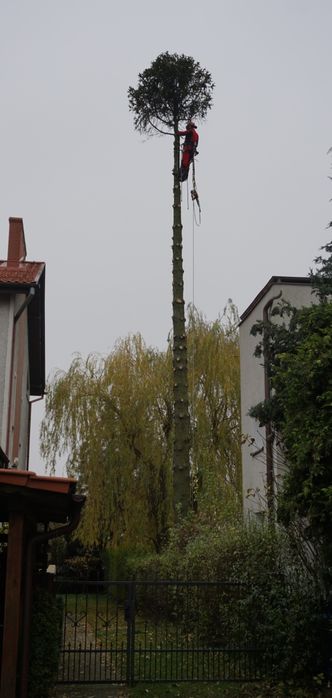 Wycinki drzew, met.alpinistycznymi, z użyciem dźwigów, podnośników