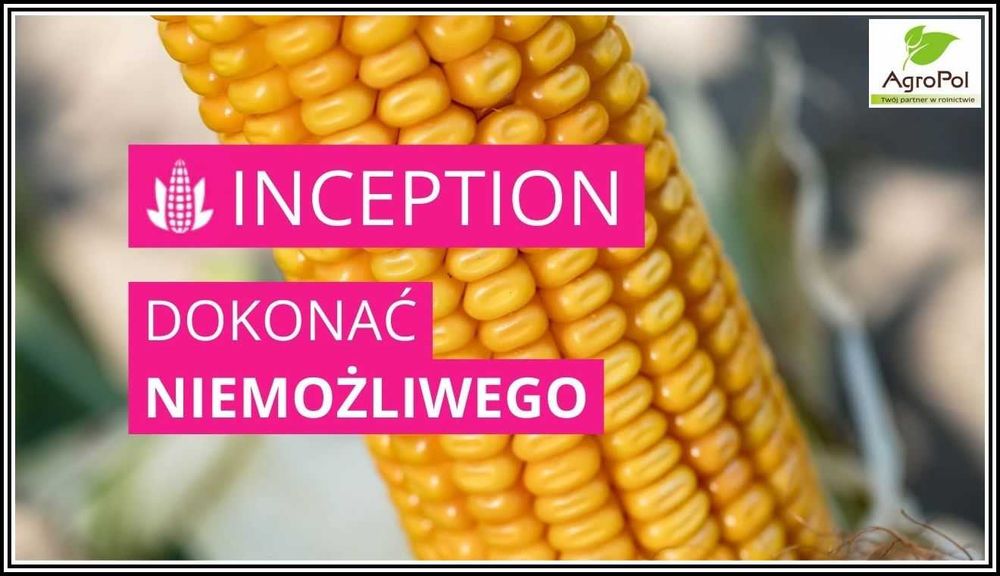 Kukurydza INCEPTION - Rekordowy Plon -Niskie Wymagania -Potężna Kolba