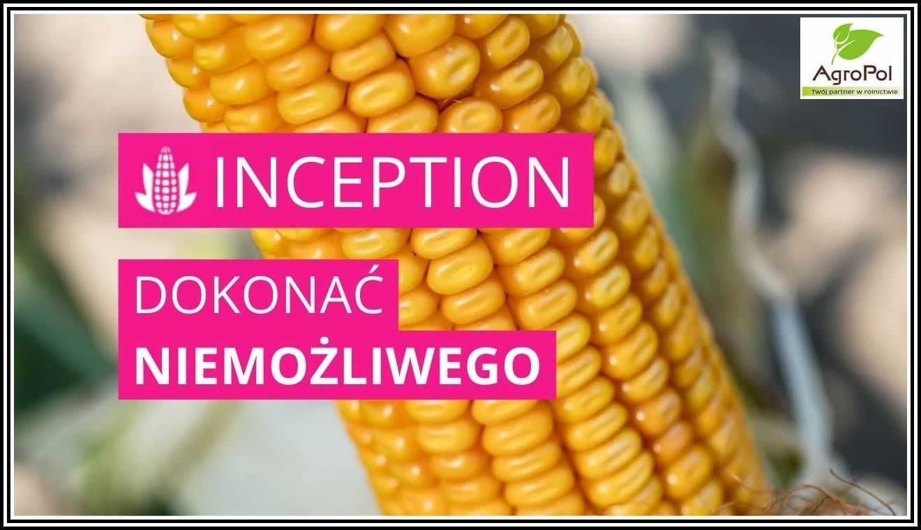 Kukurydza INCEPTION - Dokonać Niemożliwego Rekordowy Plon Nasiona IGP