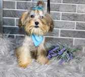 Yorkiepoo śliczny piesek xxs nie maltipoo