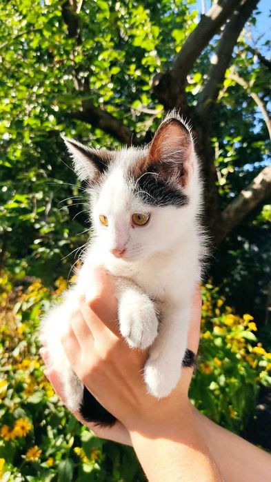 Котенок в добрі руки