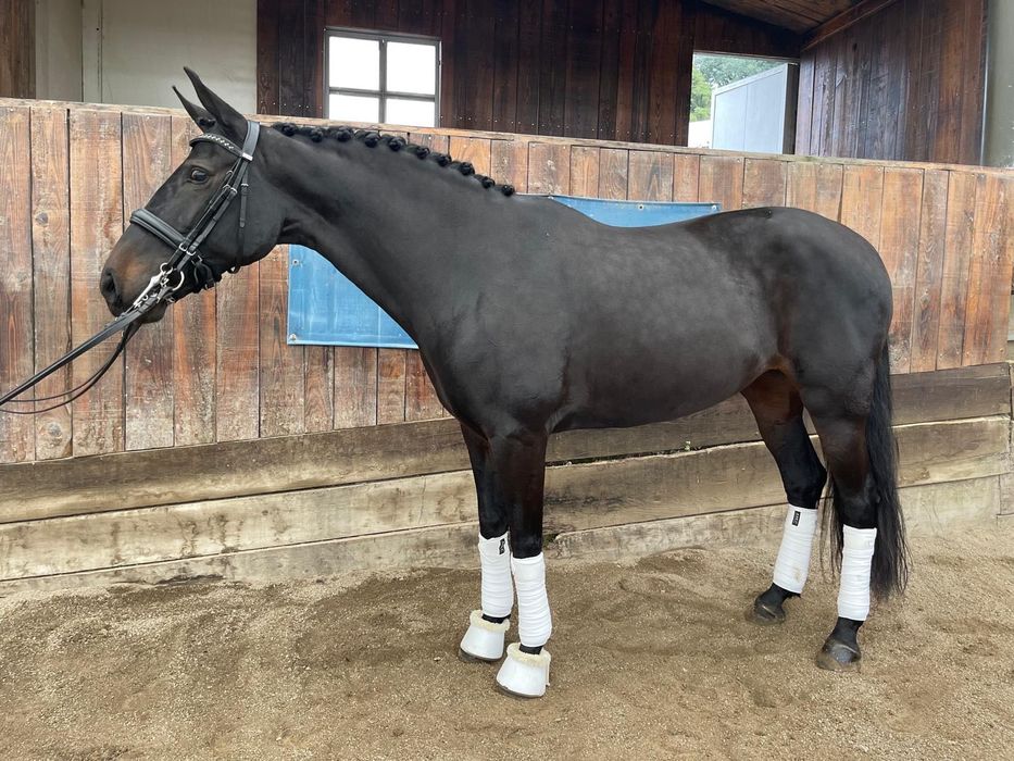 Égua puro sangue lusitano