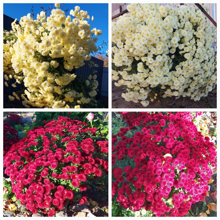 Хризантема мультифлора бордова і висока біло-жовта