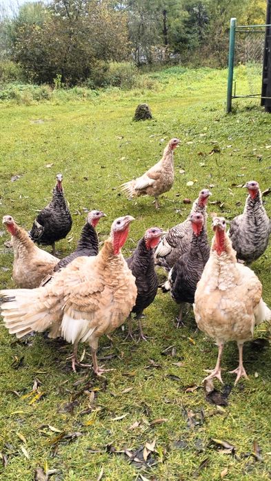 Продаються Індики