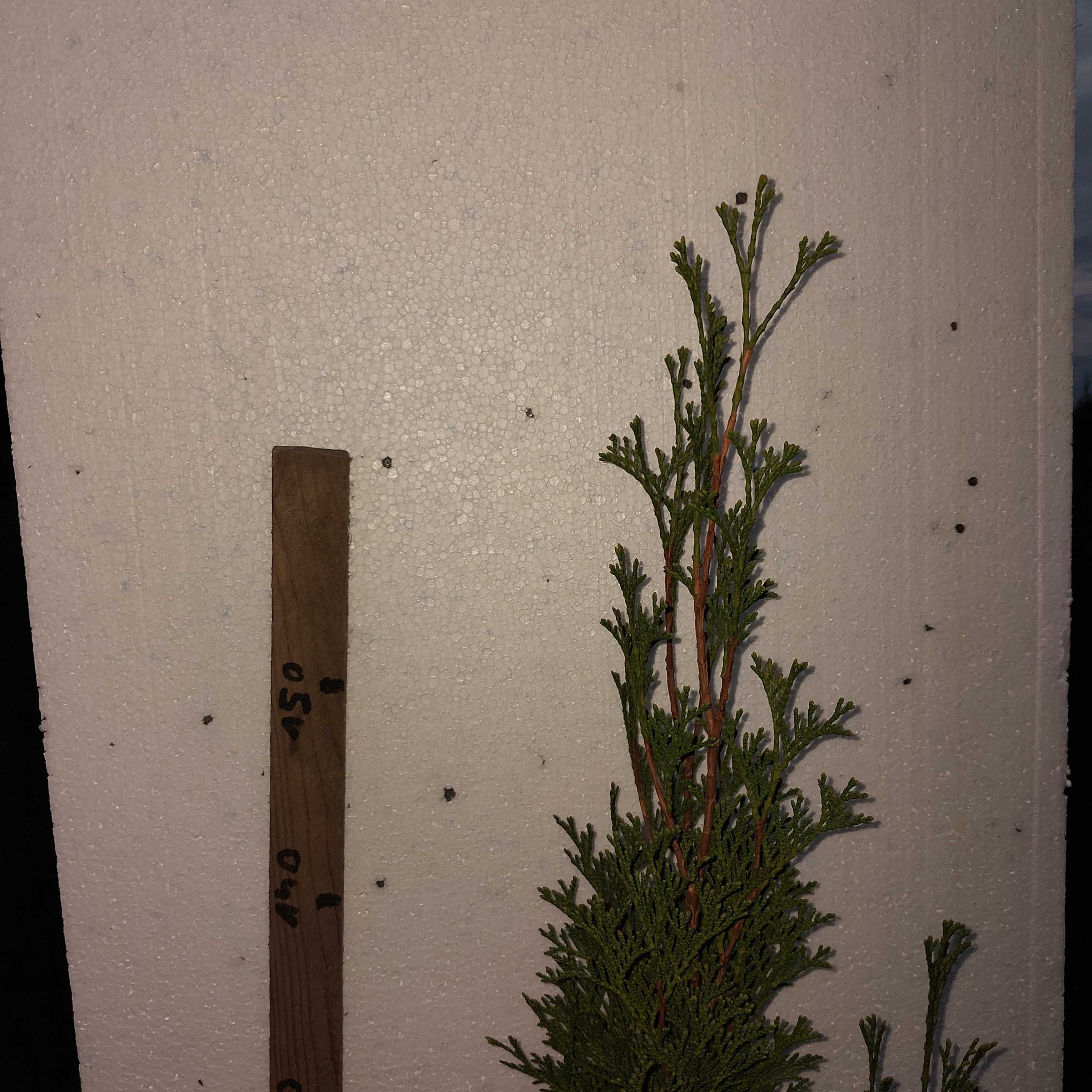 Tuja szmaragd 160/170 cm.