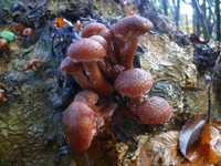 Мицелий Опенка темного - очень красивые грибы получаются