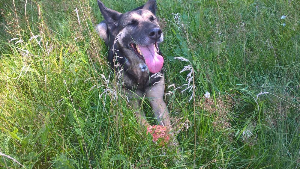 Dyplomowany Behawiorysta - Zoopsycholog dla Twojego psa, Trener psów