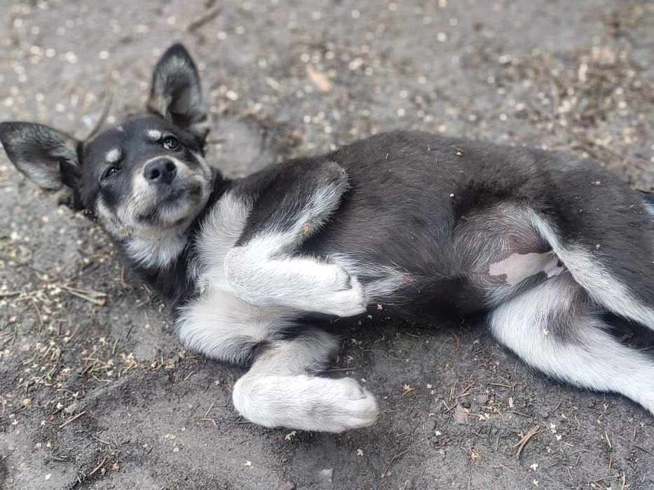 Стерилизованный щенок 4 месяца