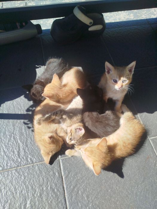 Котики руді і киці. Кошенята.