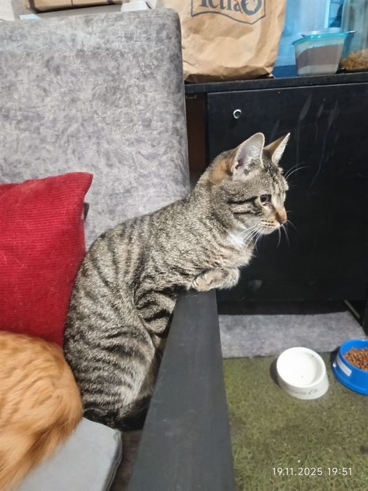 Тигровый молодой котик Шелдон бесплатно