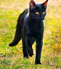 Чёрное кошенятко.