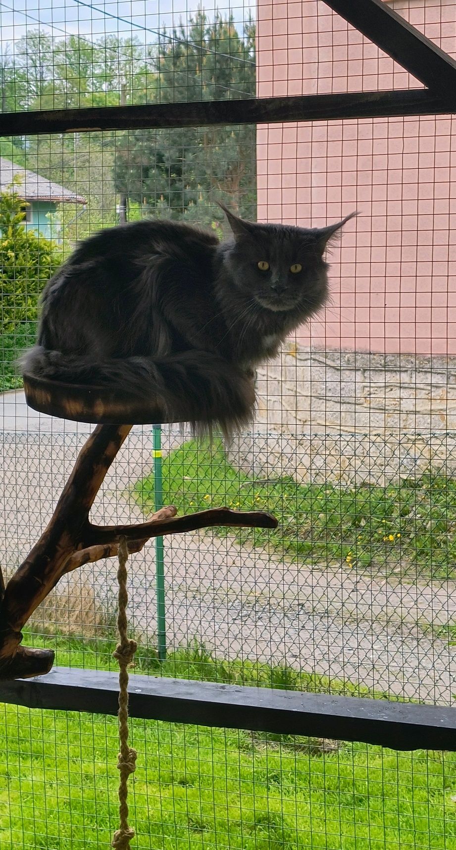 Czarna klasyczna koteczka Molly