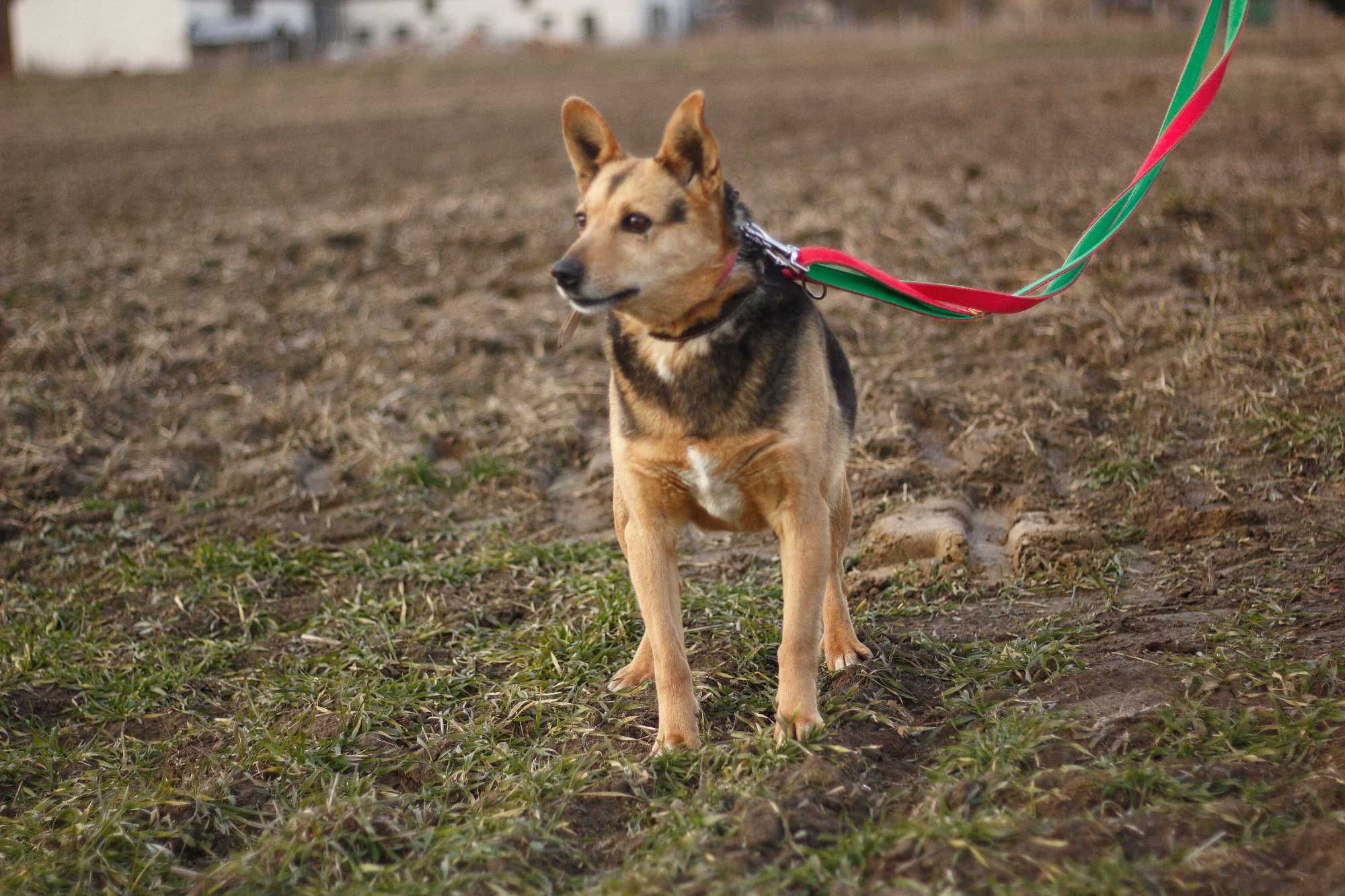 IRGA - Schronisko Canis w Kruszewie