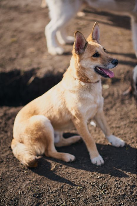 Песики в родину. Притулок