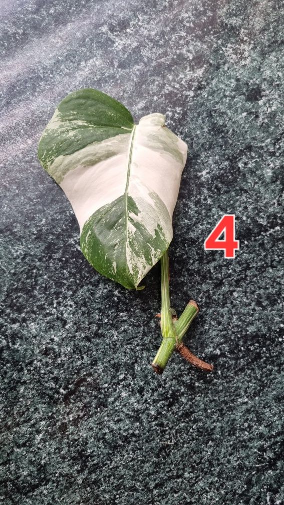 Kwiaty monstera variegata roślina doniczkowa