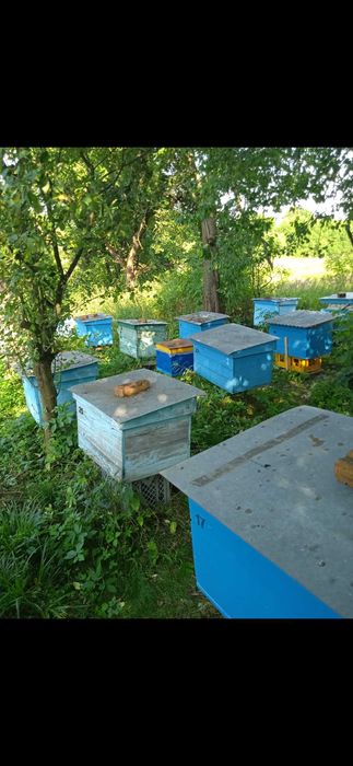 Продам вулики з сім'ями та відводками