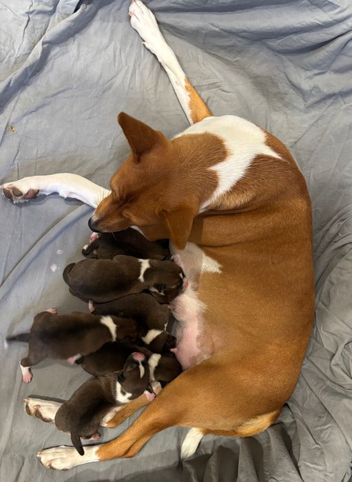 Szczenię Basenji FCI