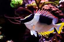 Siganus magnificus ok 17 cm