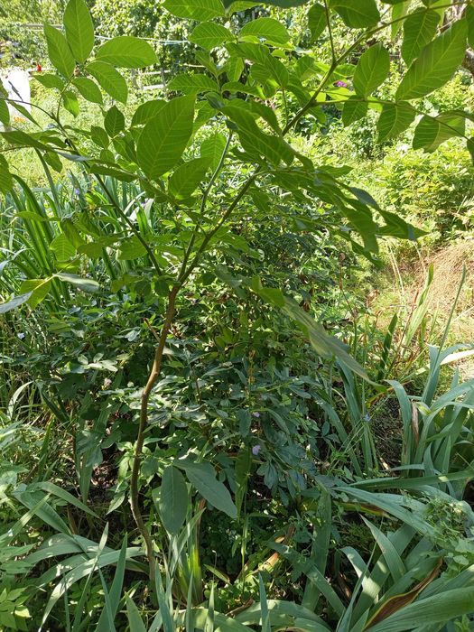 Саджені грецького волоського горіха для висадження