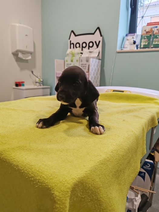 Dou cachorros porte grande