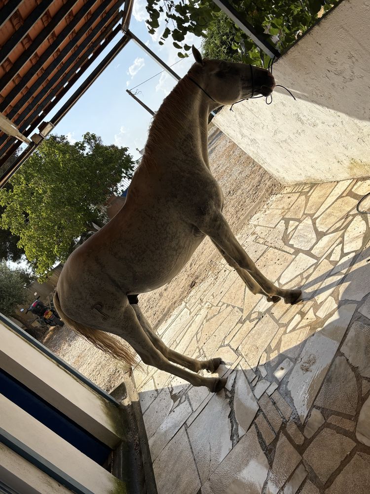 Cavalo alto manso