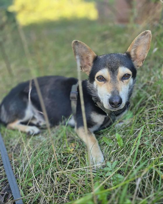 Mały Piesek do adopcji