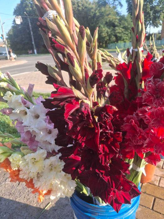 Гладіолуси/Суміш гладіолусів