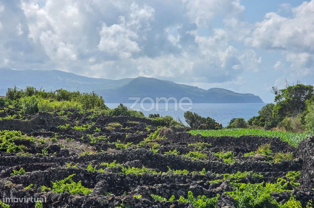 Terreno Rústico com vinha na Madalena, na Ilha do Pico