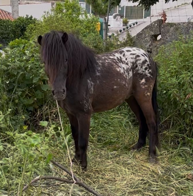 Lindissimo ponei apallosa