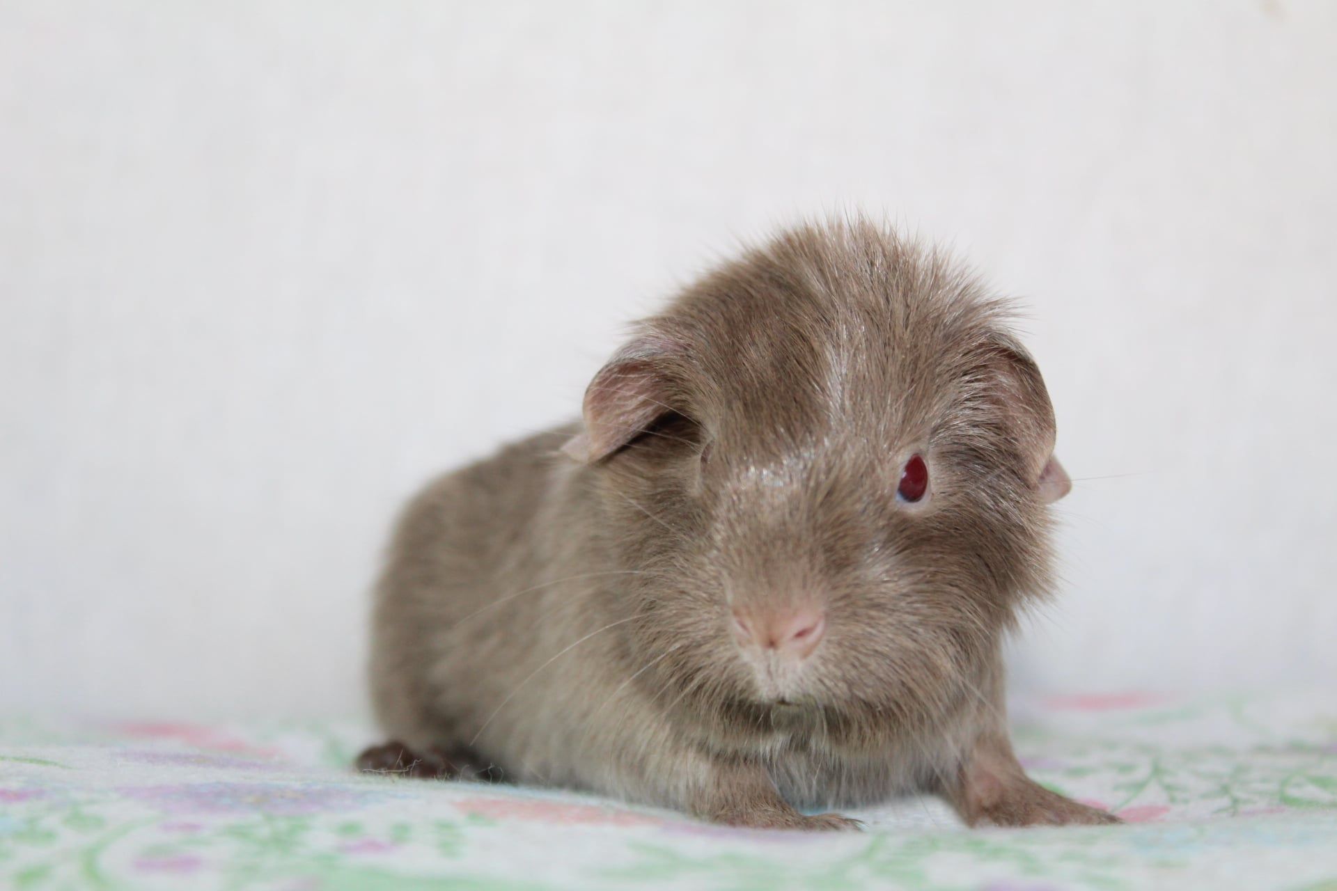 Śliczne świnki morskie,cavia domowa . Gotowe do odbioru