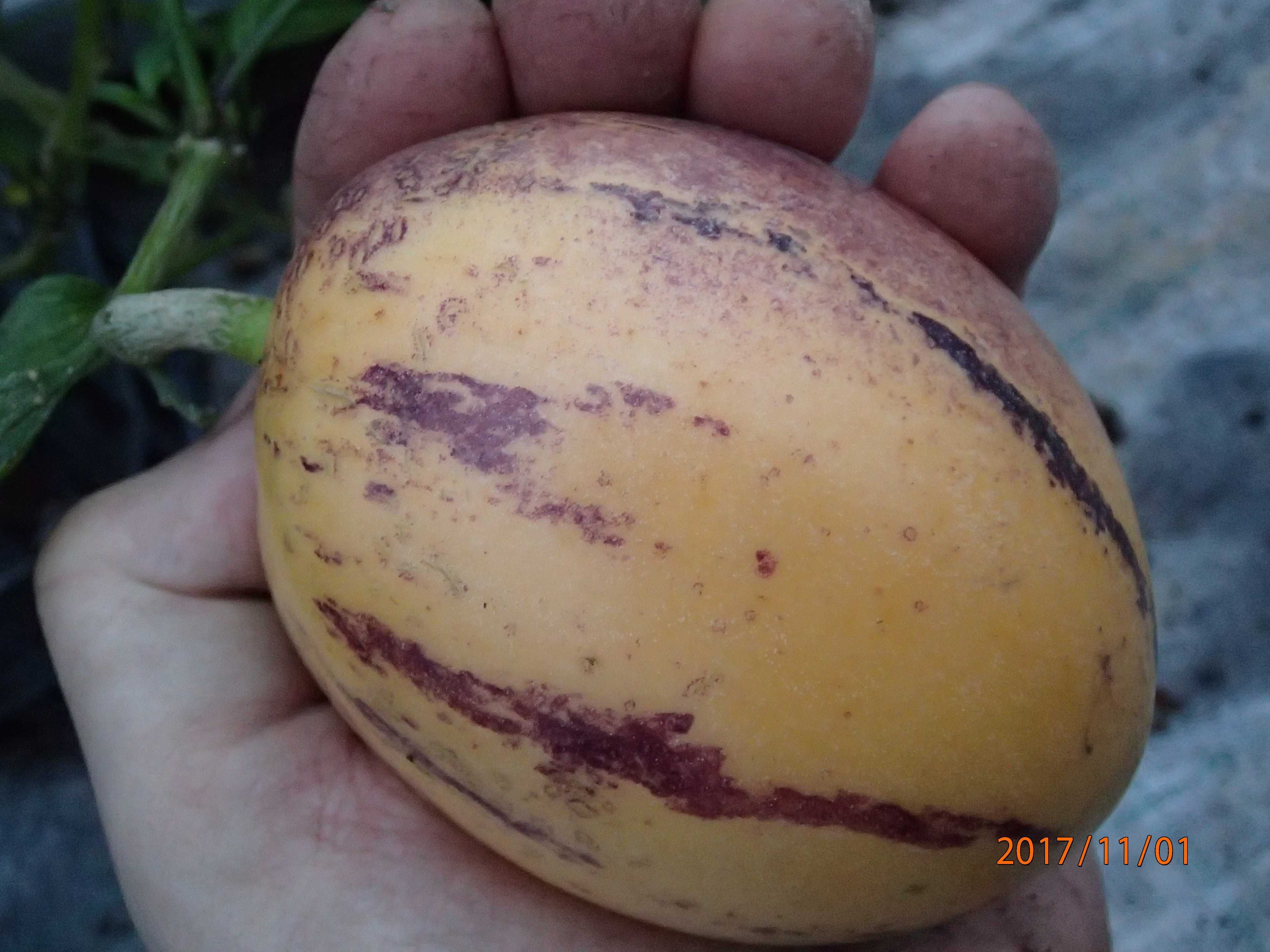 Pepino Gold pomidor melonowy Solanum muricatum w doniczce