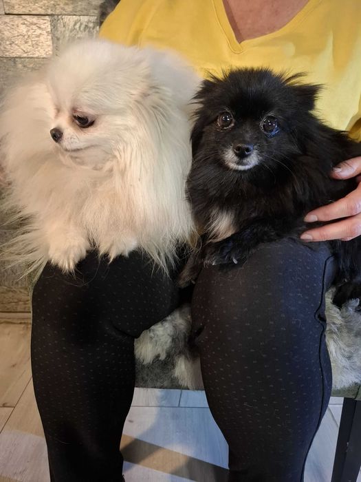 Szpic miniaturowy pomeranian