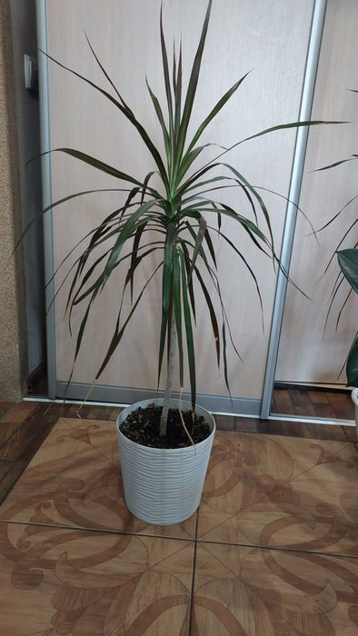 Драцена вузьколиста