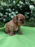 Cavalier king charles spaniel szczenięta prześliczny piesek